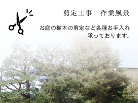 剪定工事・作業風景　お庭の樹木の剪定など各種お手入れたまわっております。